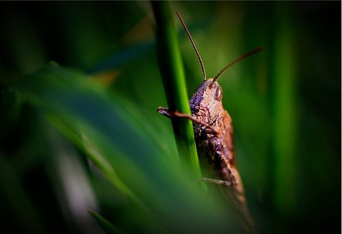 Grasshopper, Brown, Insect, Close Up