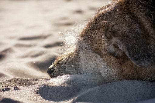 Dog, Baltic Sea, Mixed Breed Dog