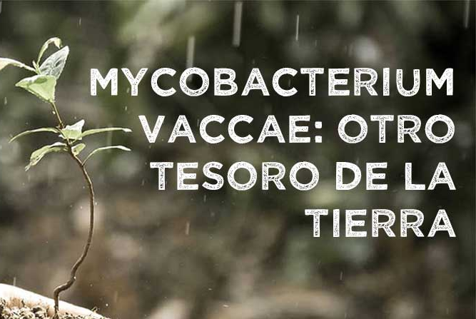 Mycobacterium Vaccae Probiotic