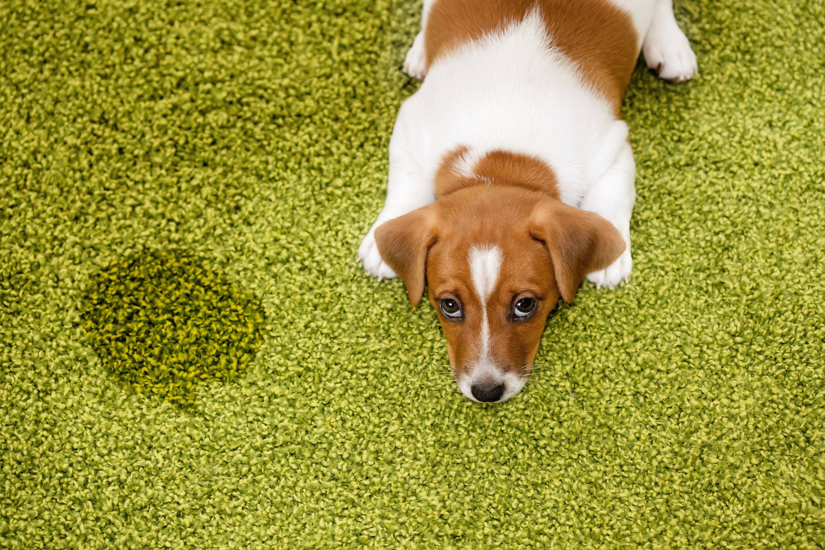 Best Ways to Clean Your Carpet From Pet Stains to Party Messes