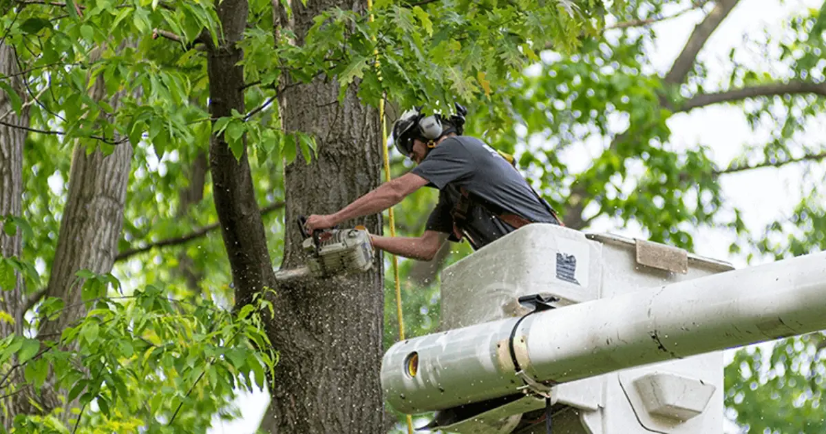 How to Find a Reliable Tree Service