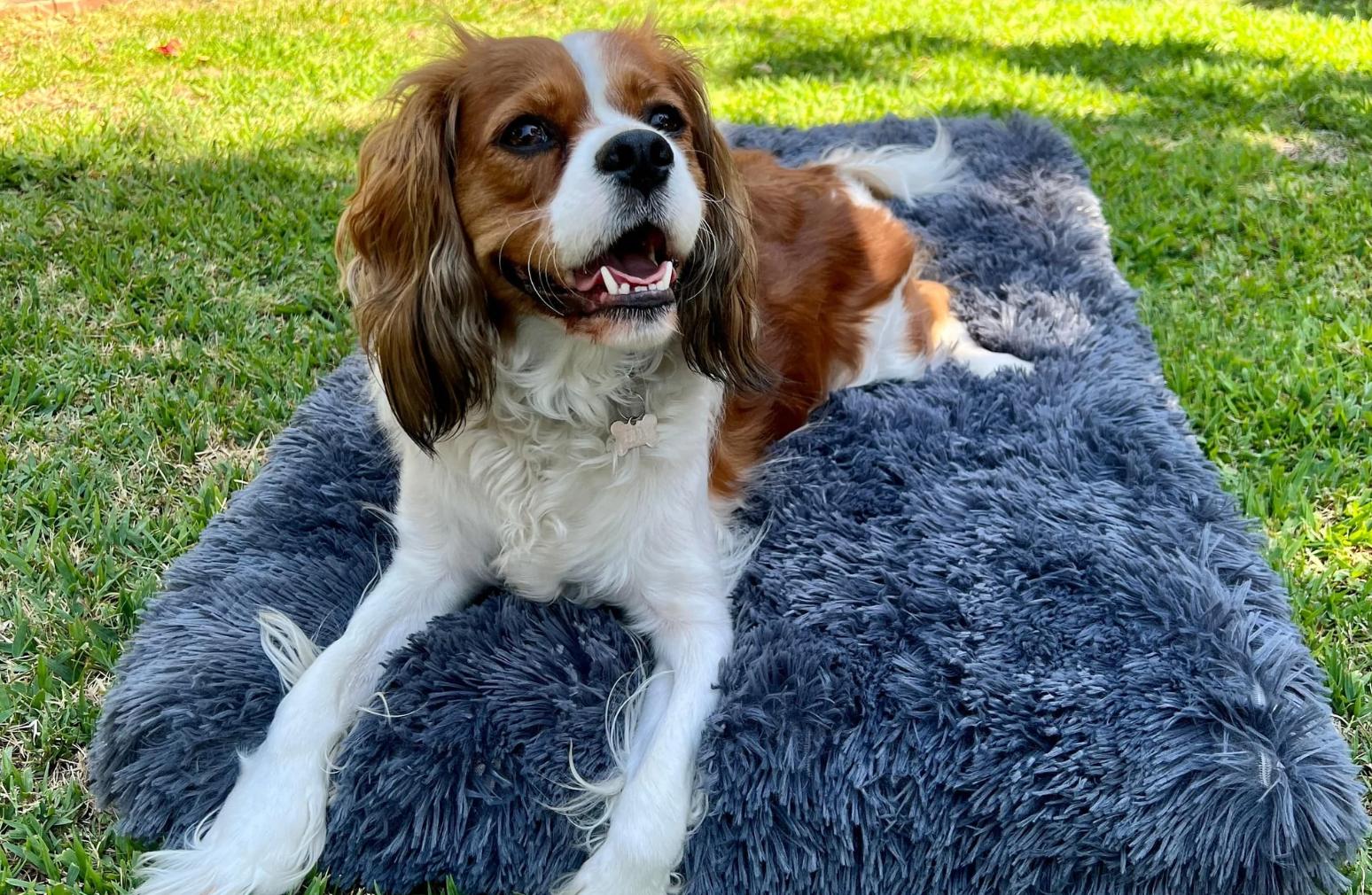 Do dogs like dog beds